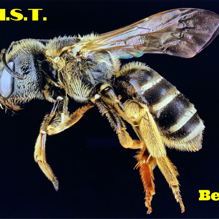Single Bees
